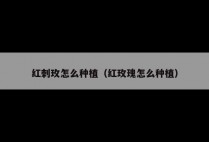 红刺玫怎么种植（红玫瑰怎么种植）