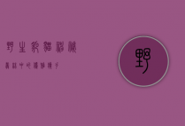 野生豹猫，神秘丛林中的优雅猎手