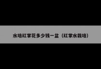 水培红掌花多少钱一盆（红掌水栽培）