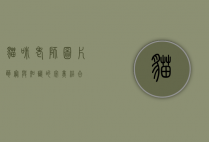 猫咪老师图片，萌宠与知识的完美结合