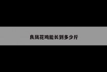 良凤花鸡能长到多少斤