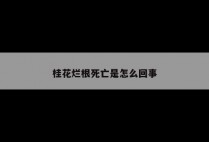 桂花烂根死亡是怎么回事