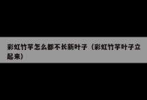 彩虹竹芋怎么都不长新叶子（彩虹竹芋叶子立起来）