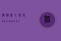 猫猫照片，捕捉瞬间的温暖与美好