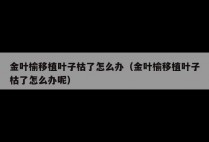 金叶榆移植叶子枯了怎么办（金叶榆移植叶子枯了怎么办呢）