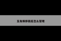 五角枫移栽后怎么管理