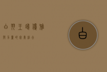 白羽王鸽，优雅与力量的完美结合