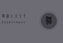 猫图片大全可爱，探索猫咪的萌趣世界