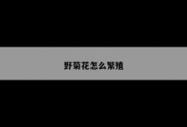 野菊花怎么繁殖