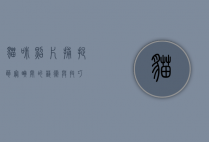 猫咪照片，捕捉萌宠瞬间的艺术与技巧