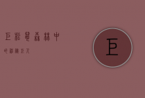 巨松鼠,森林中的神秘巨人