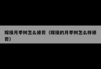 嫁接月季树怎么修剪（嫁接的月季树怎么样修剪）