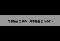冬季桂花怎么养（冬季桂花怎么养护）