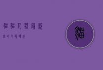 猫猫，人类最亲密的毛茸伙伴