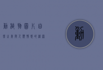 动植物图片，自然之美与人类情感的桥梁