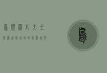 鸟类图片大全，探索世界各地的美丽飞羽