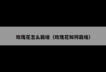 玫瑰花怎么栽培（玫瑰花如何栽培）