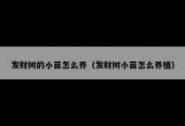发财树的小苗怎么养（发财树小苗怎么养植）