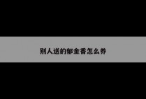 别人送的郁金香怎么养