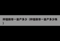 种植藕带一亩产多少（种植藕带一亩产多少株）