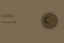 CAUDALIEPARIS是什么（CAuDALiE）