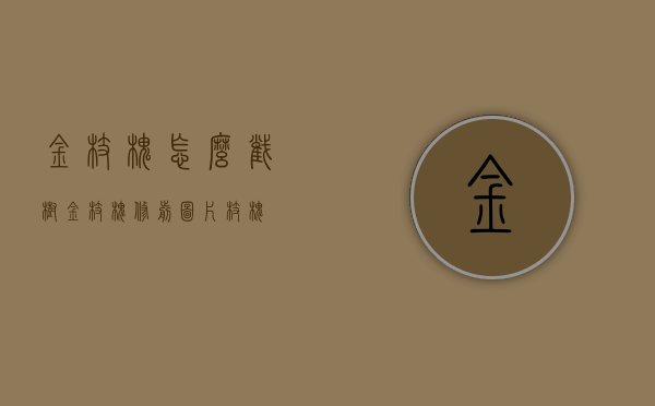 金枝槐怎么截树（金枝槐修剪图片枝槐）