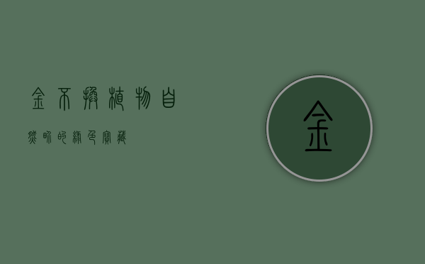金不换植物，自然界的绿色宝藏