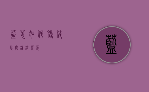 蓝莓如何种植（怎么种植蓝莓）