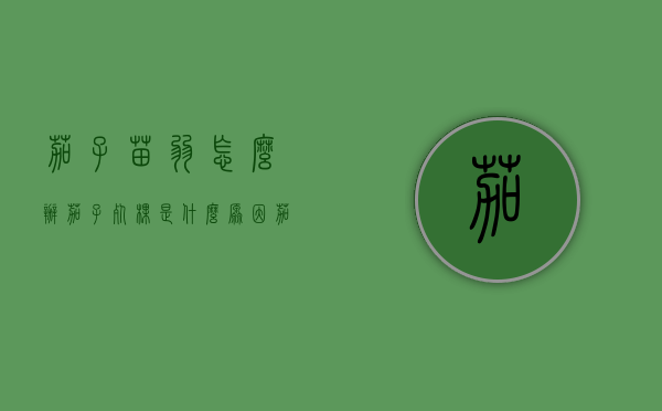 茄子苗弱怎么办（茄子死棵是什么原因）（茄子苗蔫了怎么办）