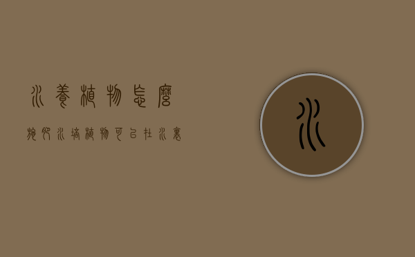 水养植物怎么施肥（水培植物可以在水里加肥料吗）