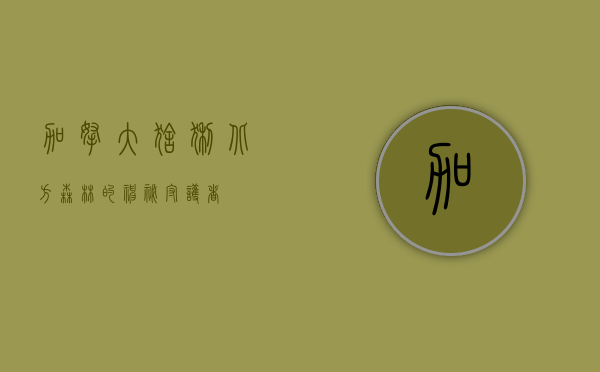 加拿大猞猁，北方森林的神秘守护者