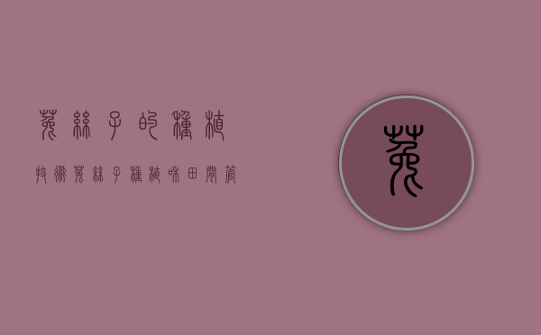 菟丝子的种植技术（菟丝子种植和田间管理）（菟丝子怎么养活的快）