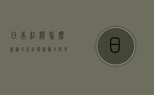 日本红枫怎么栽种（日本红枫栽种干枝多久能发芽）
