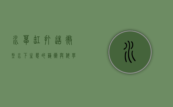 水草缸，打造微型水下生态的艺术与科学