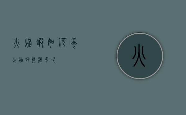 火焰虾如何养（火焰虾能活多久）