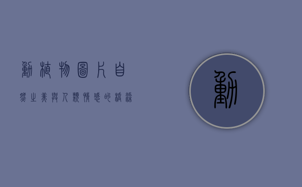 动植物图片，自然之美与人类情感的桥梁