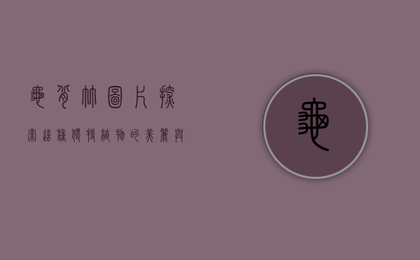 龟背竹图片，探索这种独特植物的美丽与奥秘