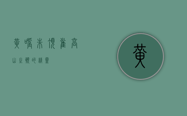 黄嘴朱顶雀，高山之巅的精灵