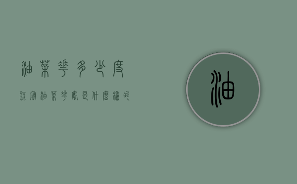 油菜花多少度流蜜（油菜花蜜是什么样的）