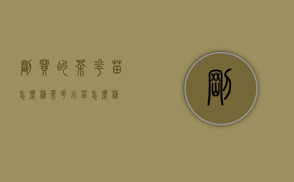 刚买的茶花苗怎么种（茶花小苗怎么种）