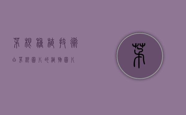 茅根种植技术（白茅根图片的植物图片）