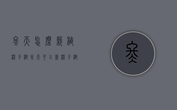 冬天怎么栽植柿子树（冬天可以栽柿子树吗）