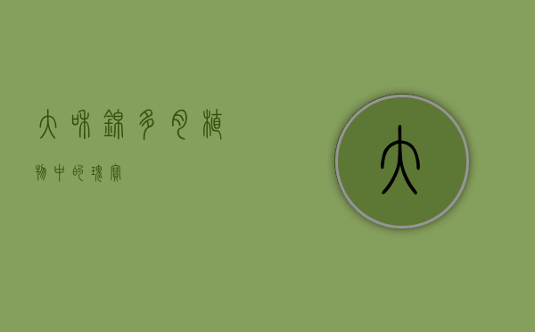 大和锦，多肉植物中的瑰宝