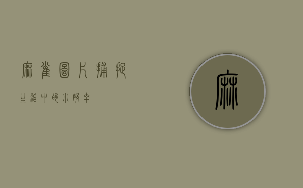麻雀图片，捕捉生活中的小确幸