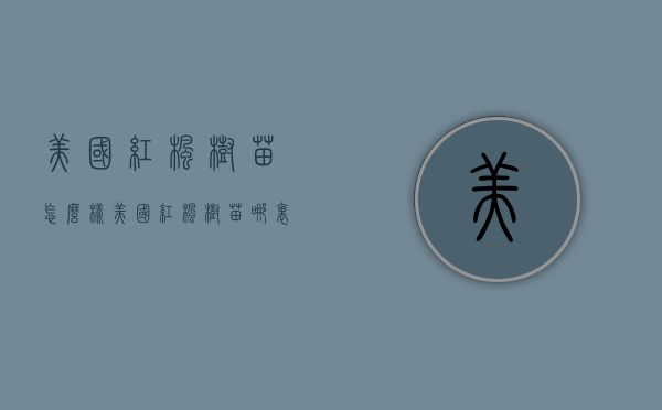 美国红枫树苗怎么样（美国红枫树苗哪里有）