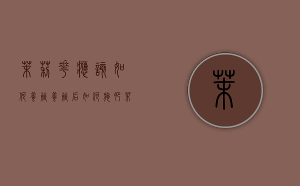 茉莉花应该如何养殖？养殖后如何施肥？（家养茉莉花怎么施肥视频）