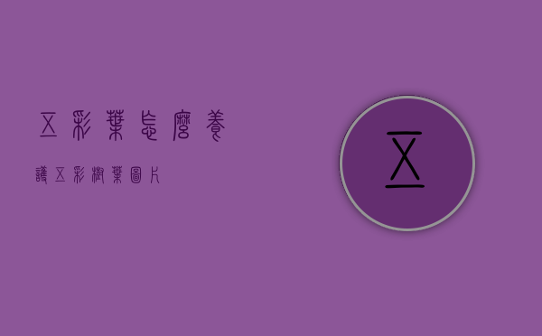 五彩叶怎么养护（五彩树叶图片）