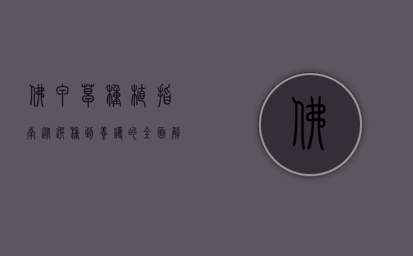 佛甲草种植指南，从选种到养护的全面解析