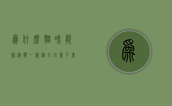 为什么猫咪能像液体一样缩在小盒子里？揭秘猫咪身体的惊人柔韧性