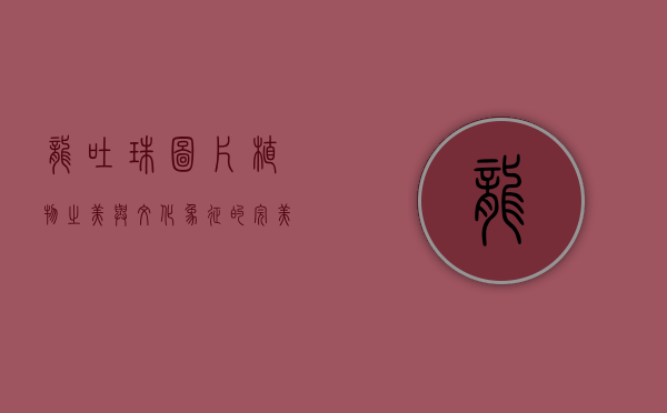 龙吐珠图片，植物之美与文化象征的完美结合